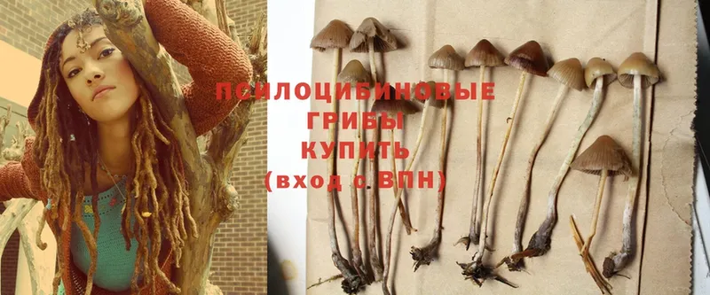 Псилоцибиновые грибы MAGIC MUSHROOMS  как найти наркотики  Купино 